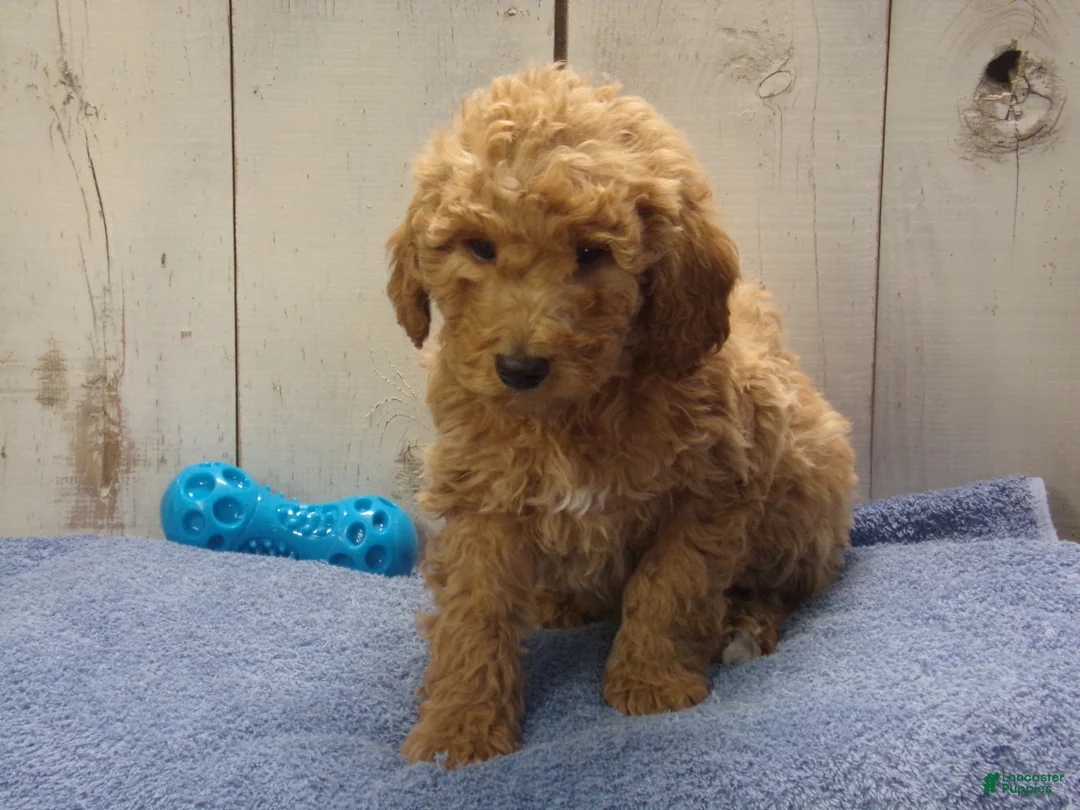 Standard Poodle dogs for sale: Ezra - Ad 1