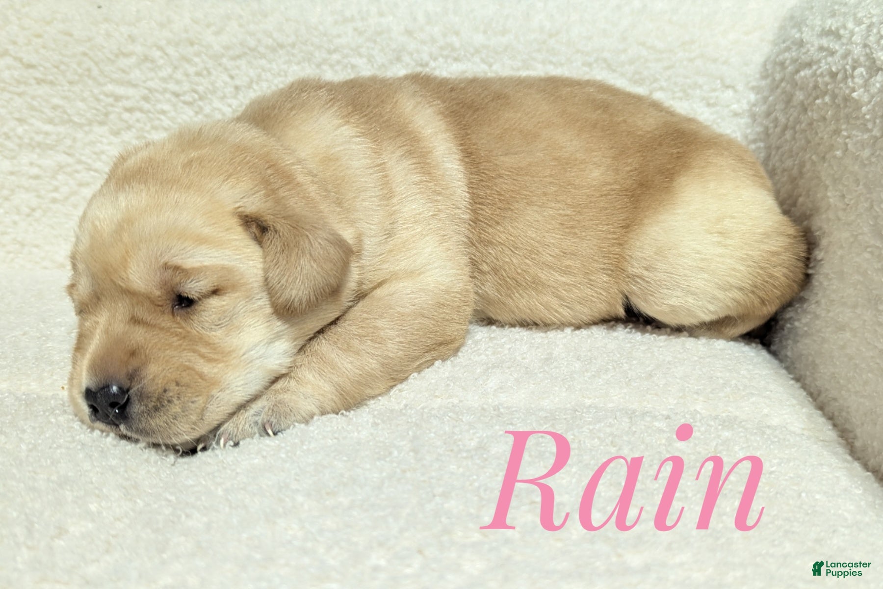 Labrador Retriever dogs Rain - Ad 1