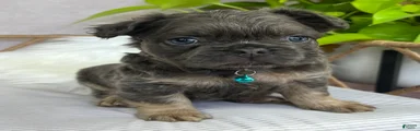 French Bulldog Puppy 7