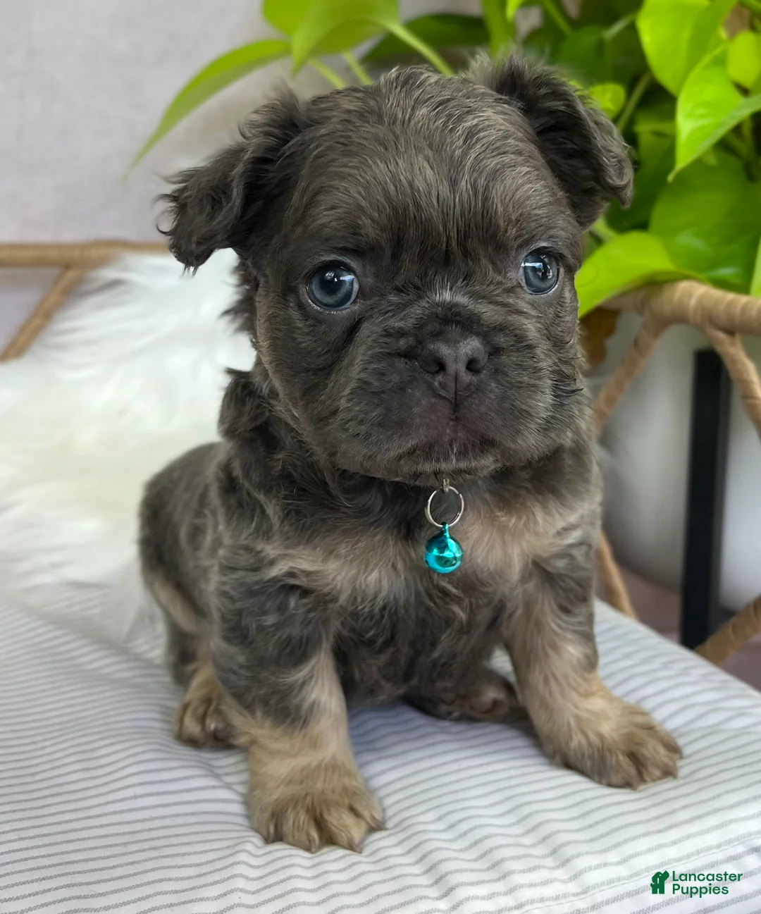 French Bulldog dogs for sale: French Bulldog Puppy 7 - Ad 1