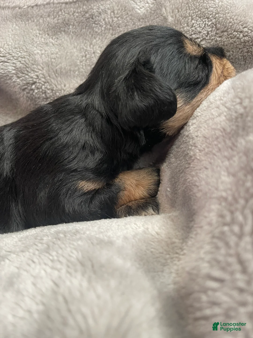 Miniature Schnauzer dogs for sale: Miniature Schnauzer Puppy 3 - Ad 2