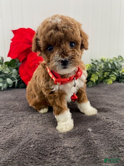 Toy Poodle dogs Henry- tiny - Ad 2