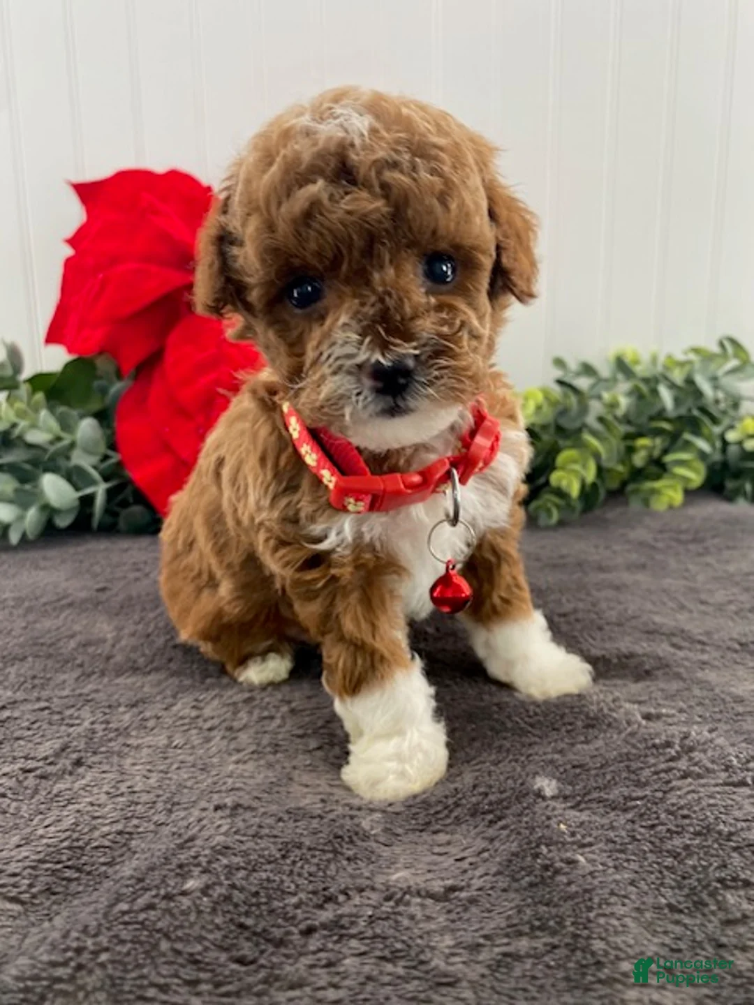 Toy Poodle dogs for sale: Henry- tiny - Ad 2
