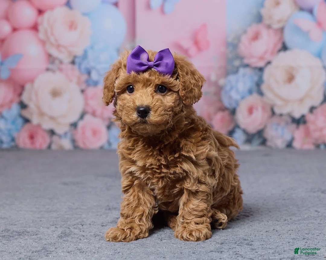 Bichpoo dogs for sale: Tessa - Ad 1