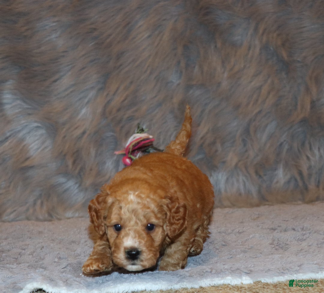 Mini Goldendoodle dogs for sale: Wanda - Ad 8