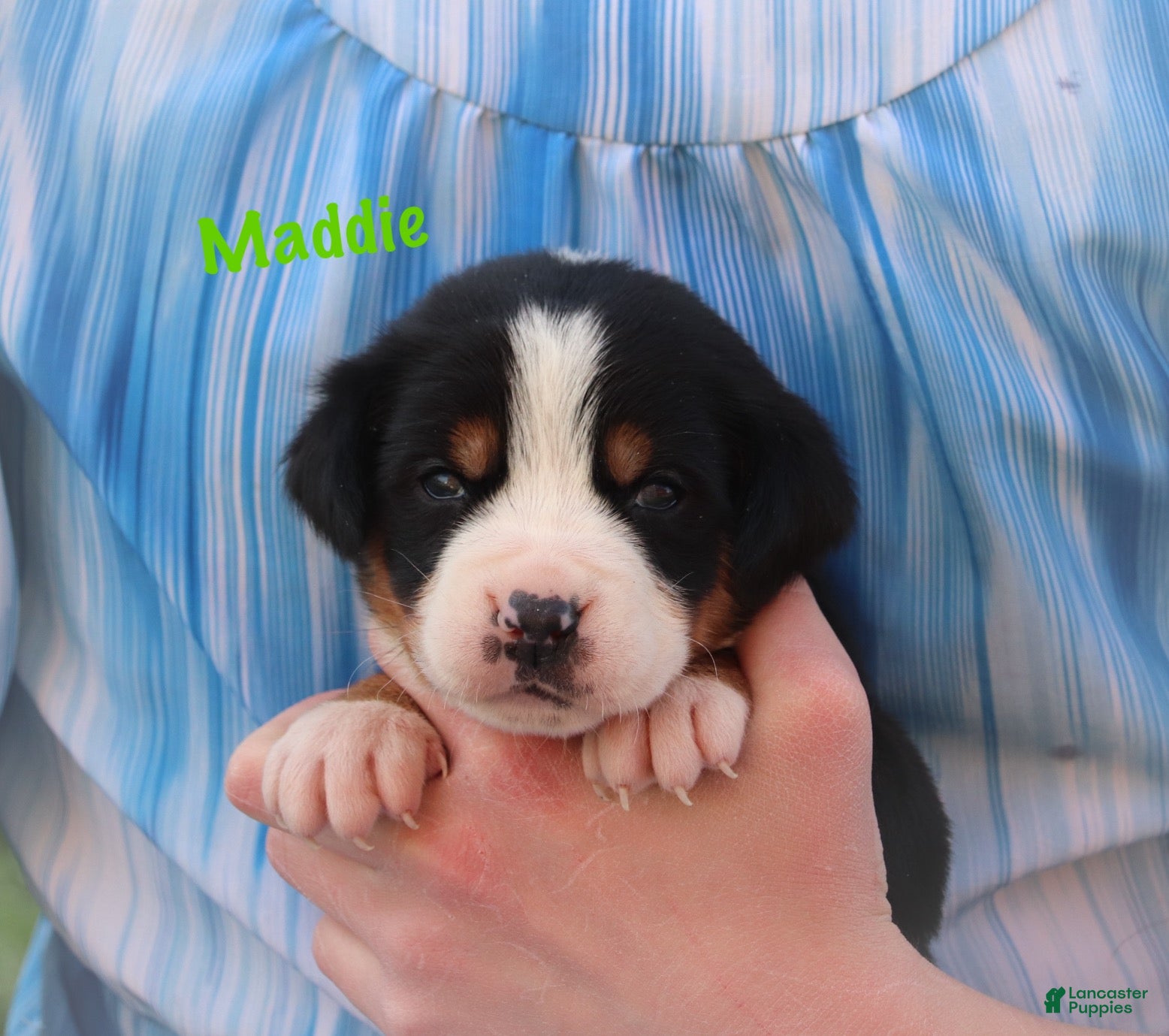 Greater Swiss Mountain Dog dogs Greater Swiss Mountain Dog Puppy 4 - Ad 2