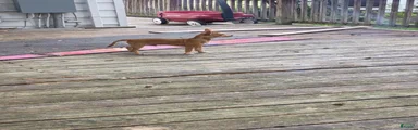 Chihuahua 4