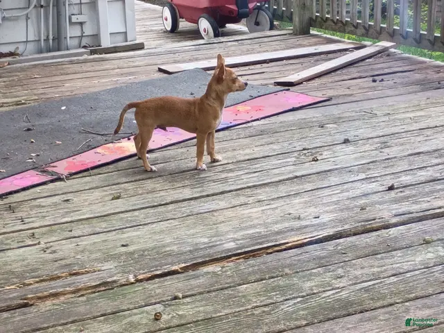 Chihuahua dogs for sale: Chihuahua 4 - Ad 16