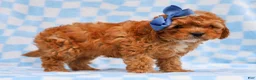 Cavapoo dogs for sale: Ross Cavapoo Pup - Ad 3