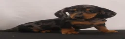Dachshund dogs for sale: Rocky - Ad 11