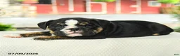 English Bulldog dogs for sale: Vincent - Ad 5