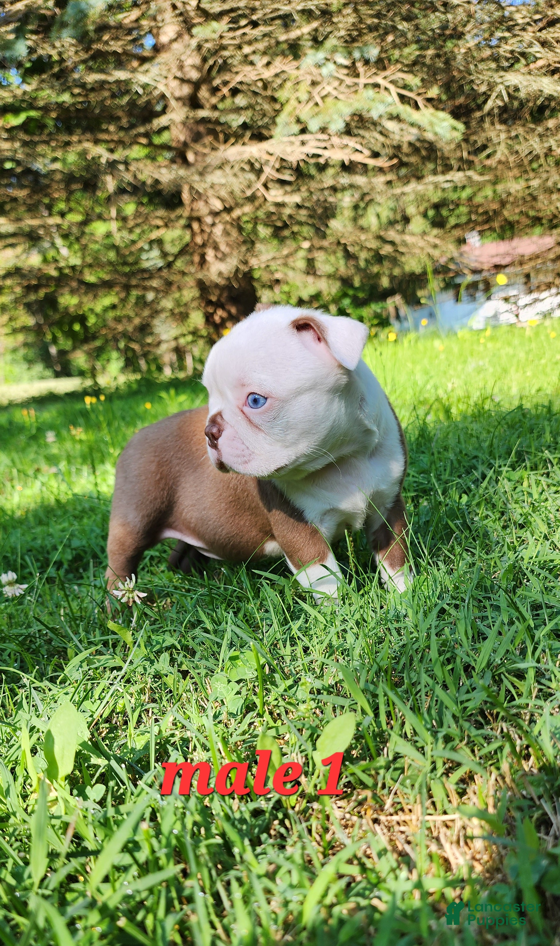 Boston Terrier dogs Orion (red and white) - Ad 2