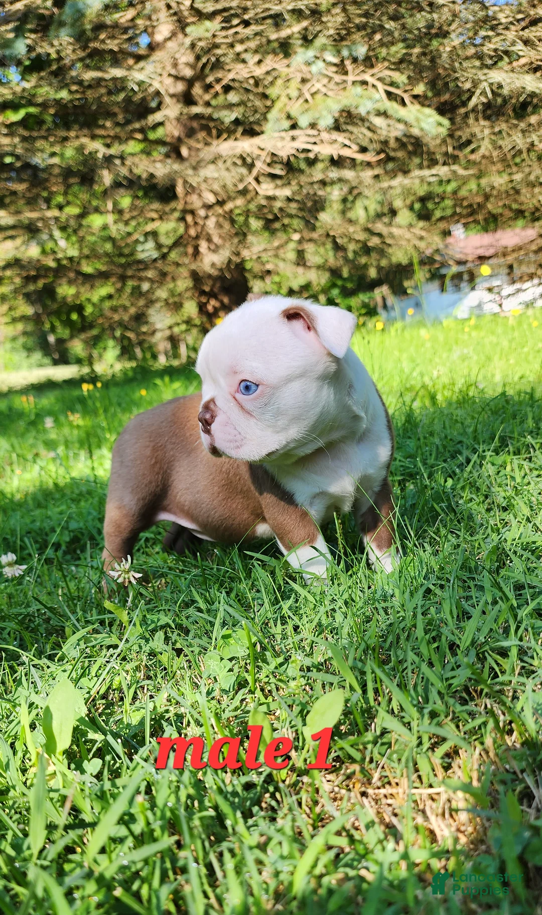 Boston Terrier dogs for sale: Orion (red and white) - Ad 1