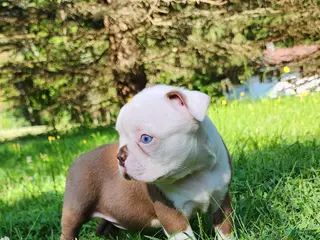 Boston Terrier dogs Orion (red and white) - Ad 2