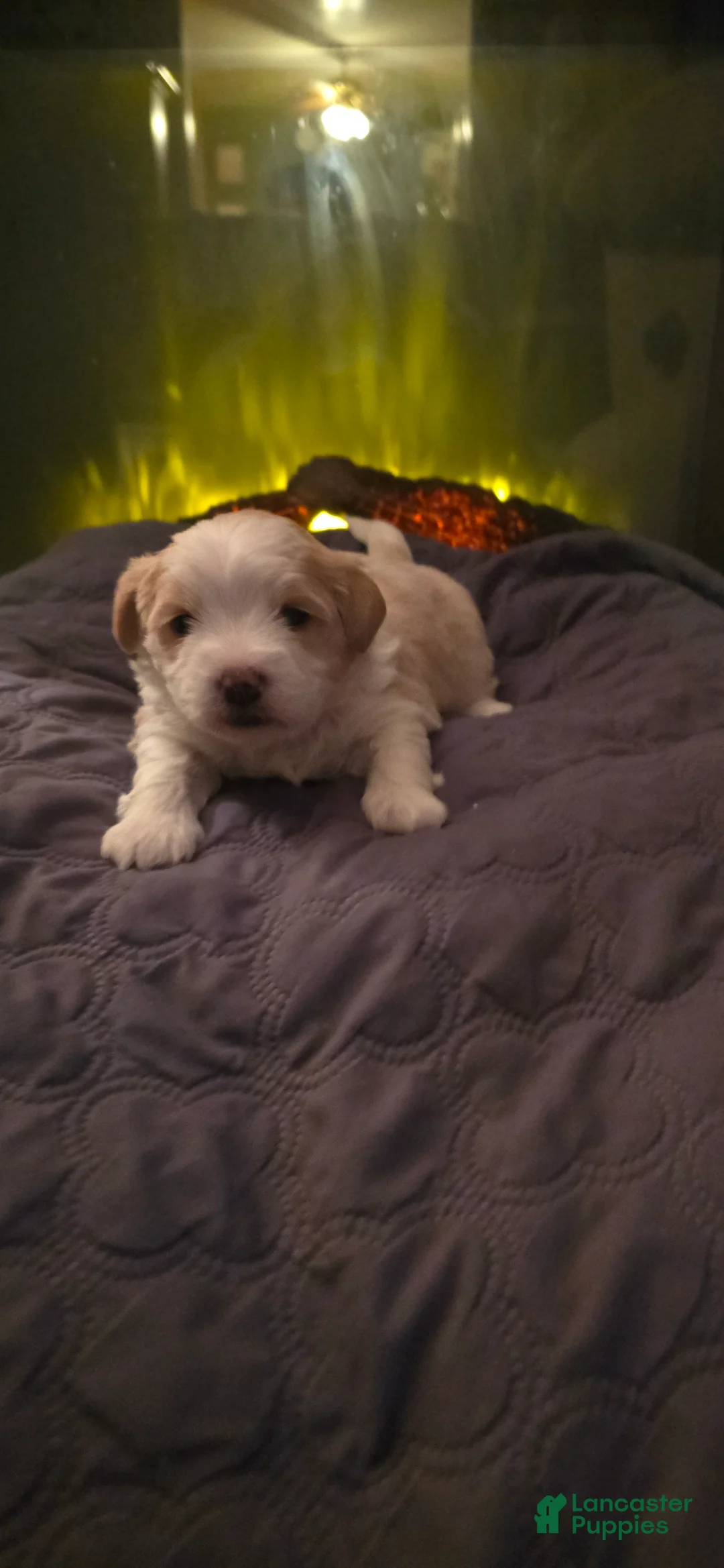 Morkie dogs for sale: Panda - Ad 14