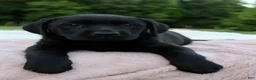 Labrador Retriever dogs for sale: Azure - Ad 3