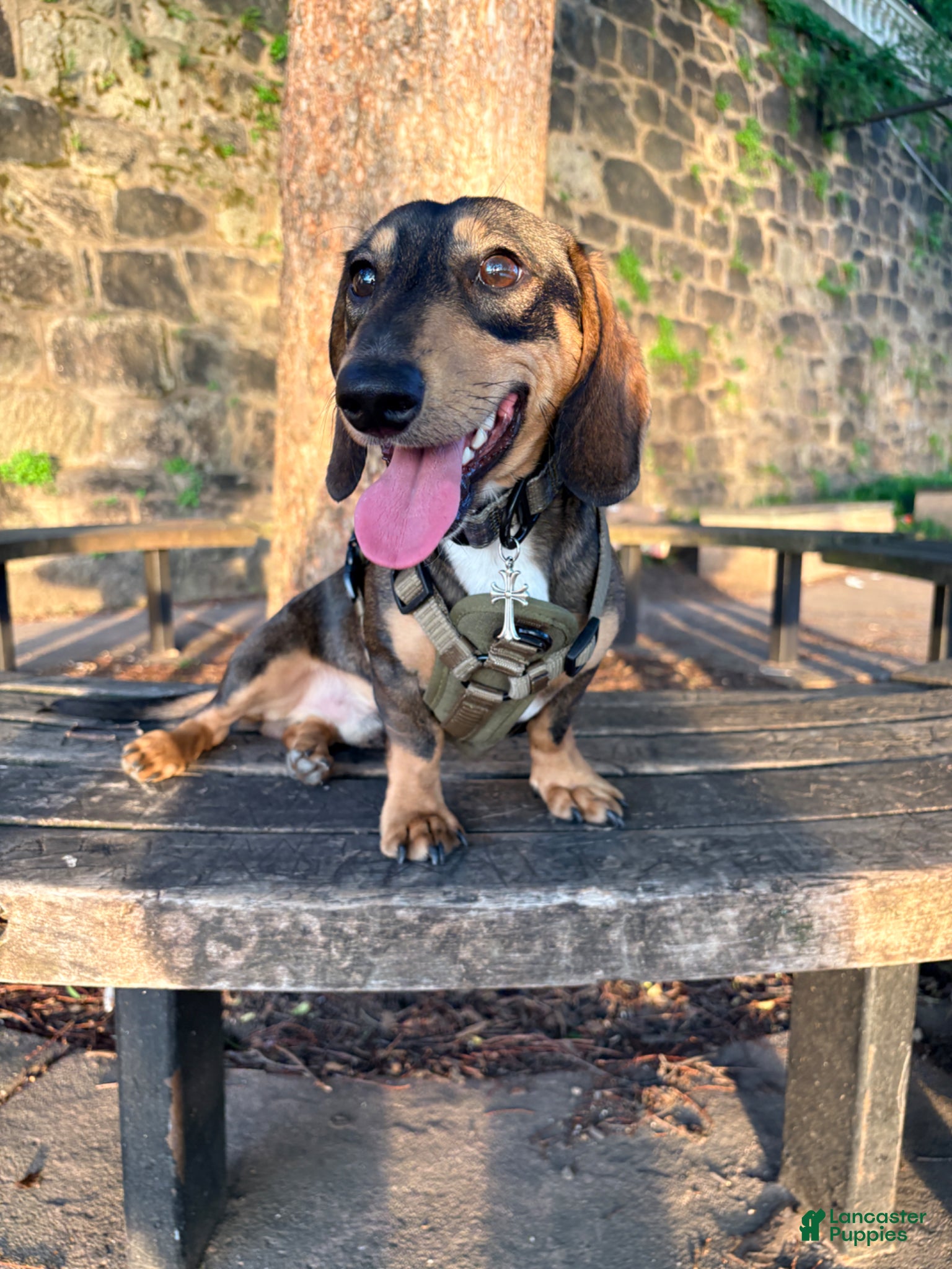 Miniature Dachshund dogs Oatie litter - Ad 1