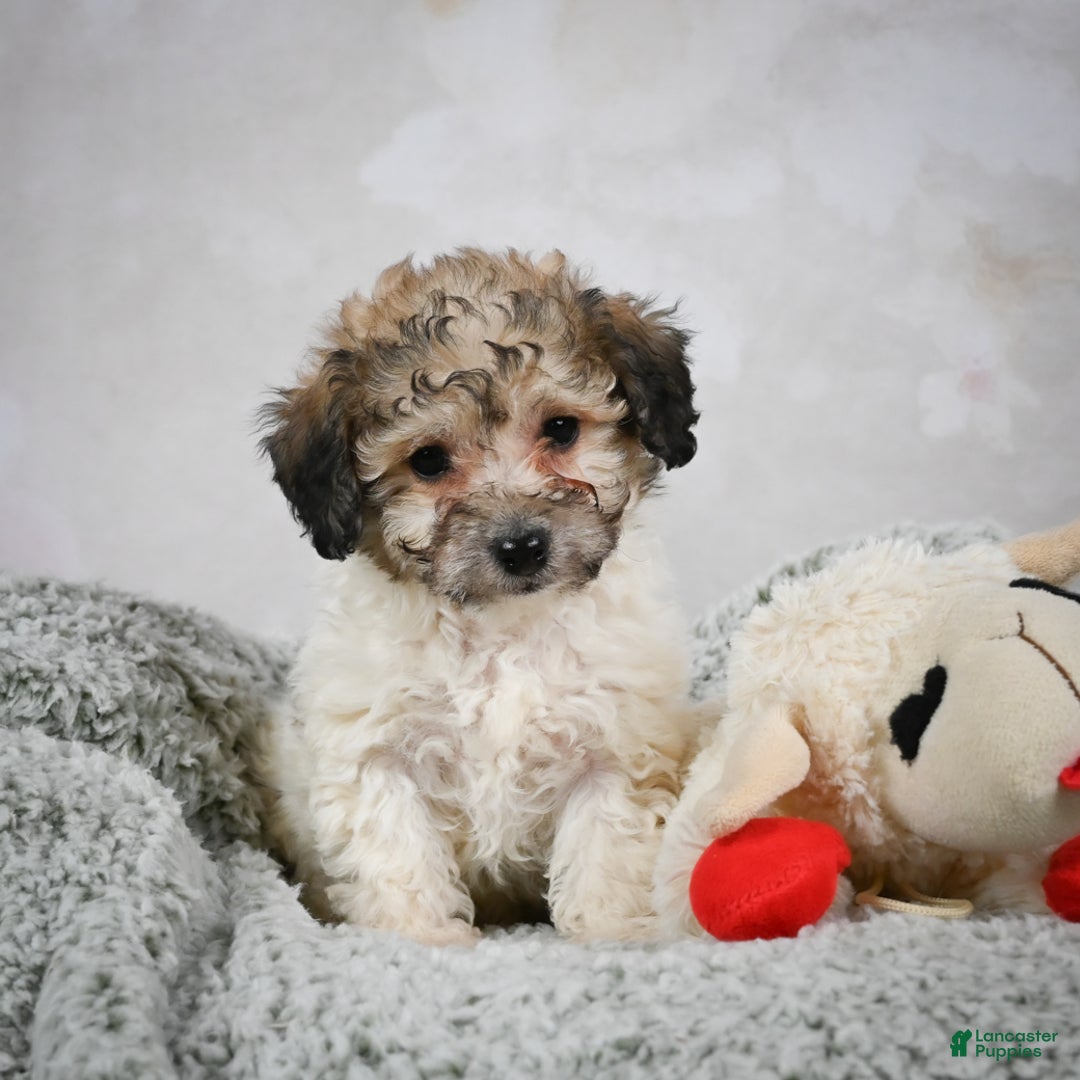 Bichpoo dogs for sale: Brady - Ad 11