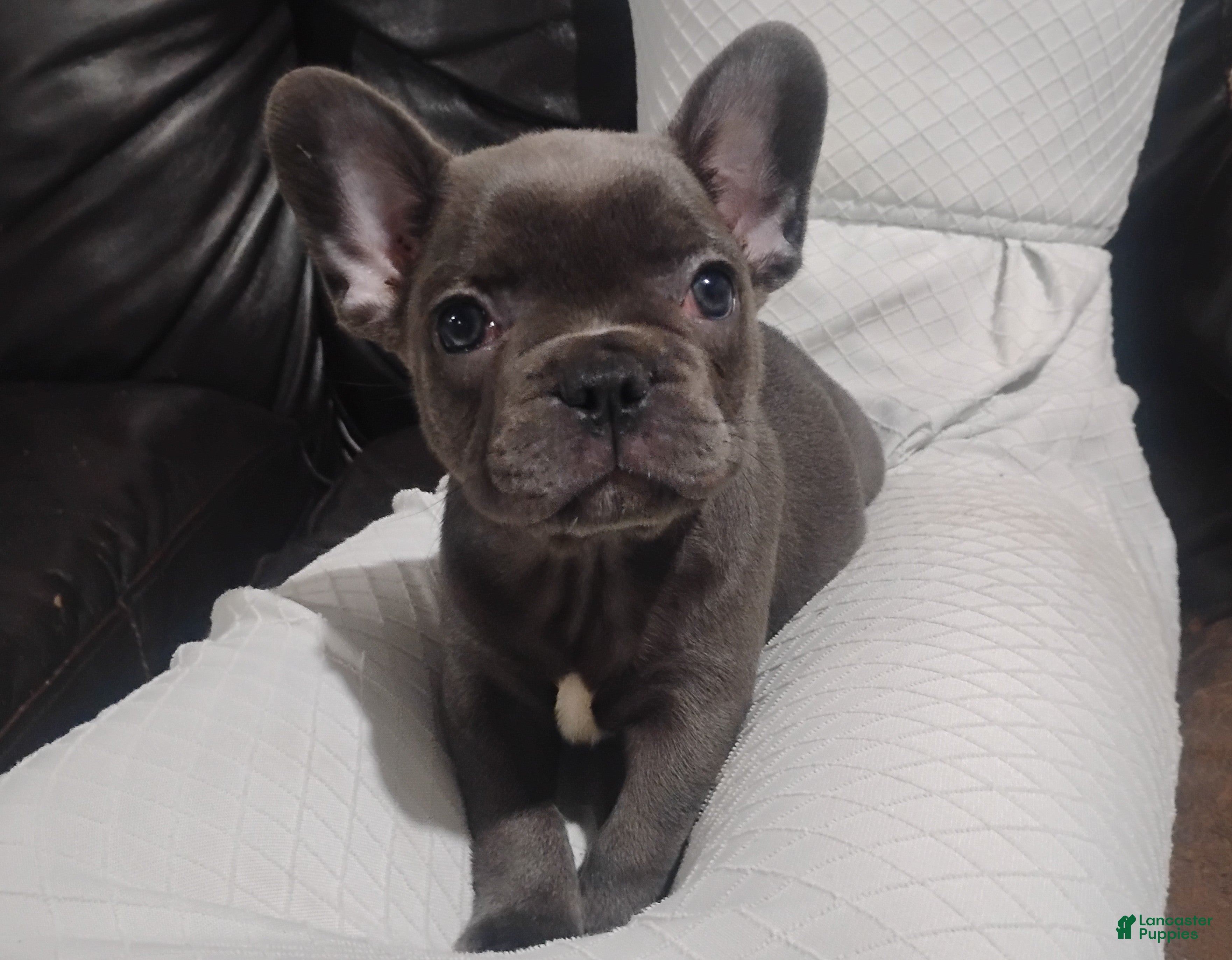 French Bulldog dogs for sale: Amber - Ad 1