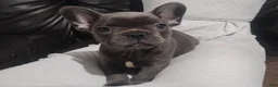 French Bulldog dogs for sale: Amber - Ad 1