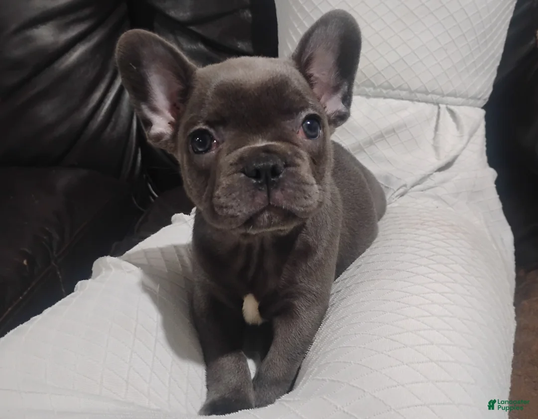 French Bulldog dogs for sale: Amber - Ad 1