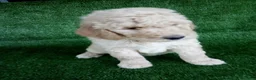 Goldendoodle dogs for sale: Hope - Ad 1