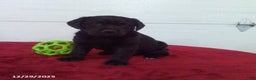 Labrador Retriever dogs for sale: Twinkle - Ad 1