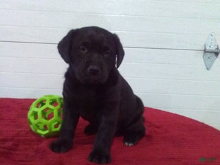 Labrador Retriever dogs Twinkle - Ad 10