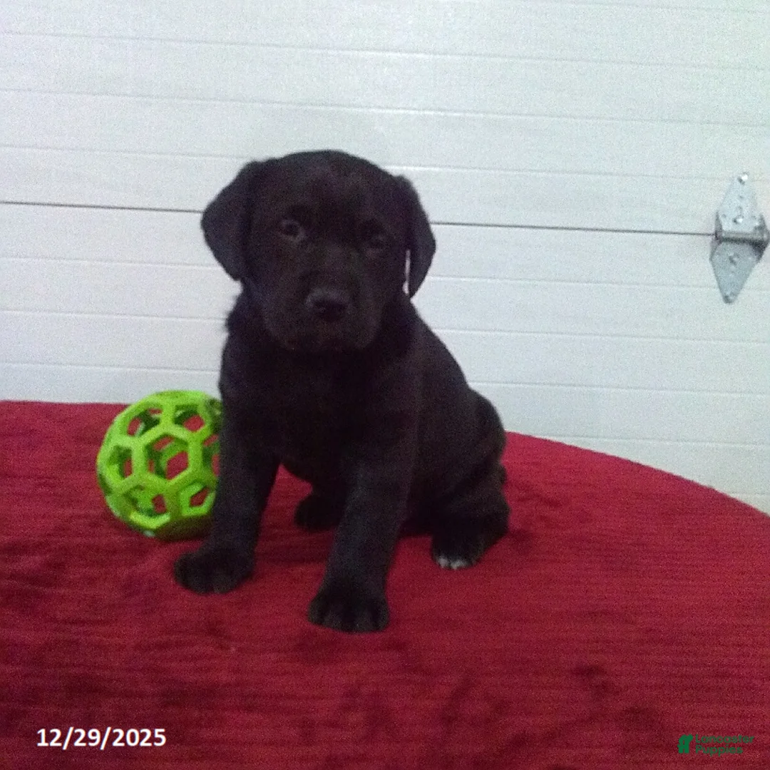 Labrador Retriever dogs for sale: Twinkle - Ad 12