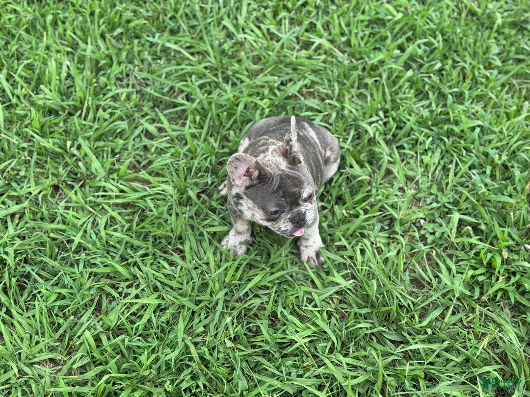 French Bulldog dogs for sale: French Bulldog Puppy 1 - Ad 2