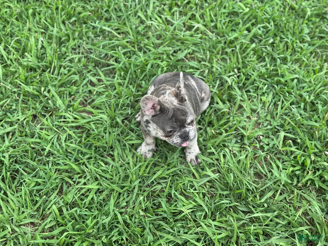 French Bulldog dogs for sale: French Bulldog Puppy 1 - Ad 2