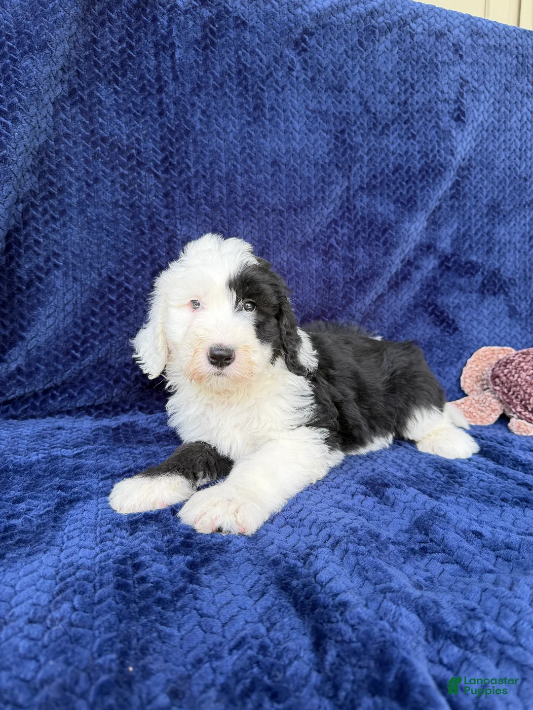 Sheepadoodle dogs for sale: Billy - Ad 2