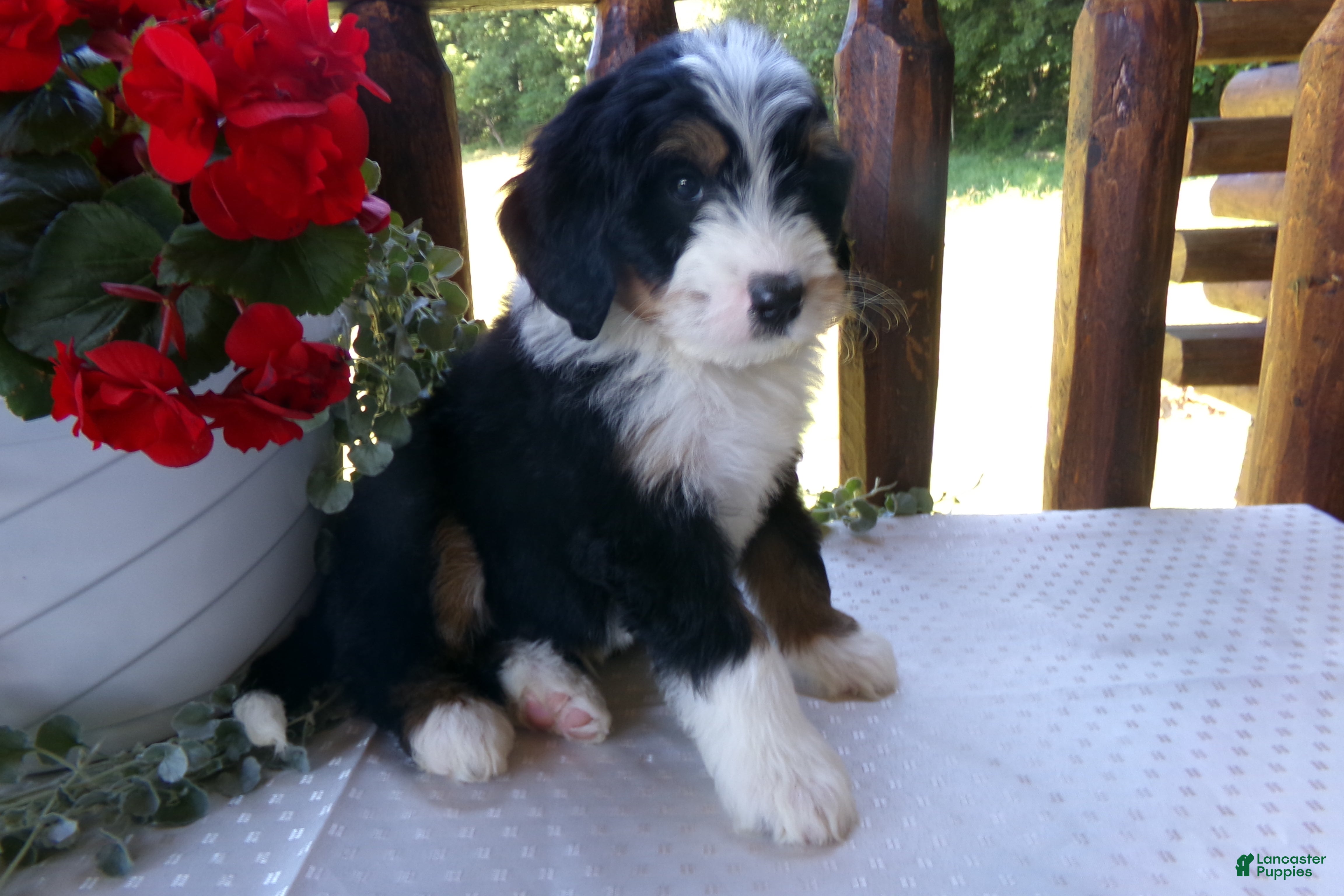 Mini Bernedoodle dogs Brayden - Ad 2