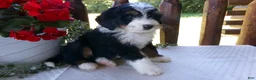 Mini Bernedoodle dogs for sale: Brayden - Ad 7