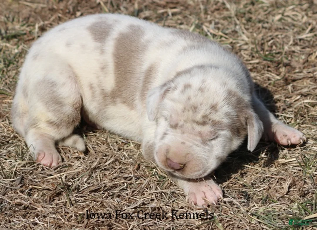 Great Dane dogs for sale: Hercules - Ad 2