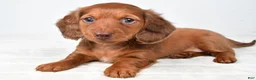 Miniature Dachshund dogs for sale: Callie - Ad 8