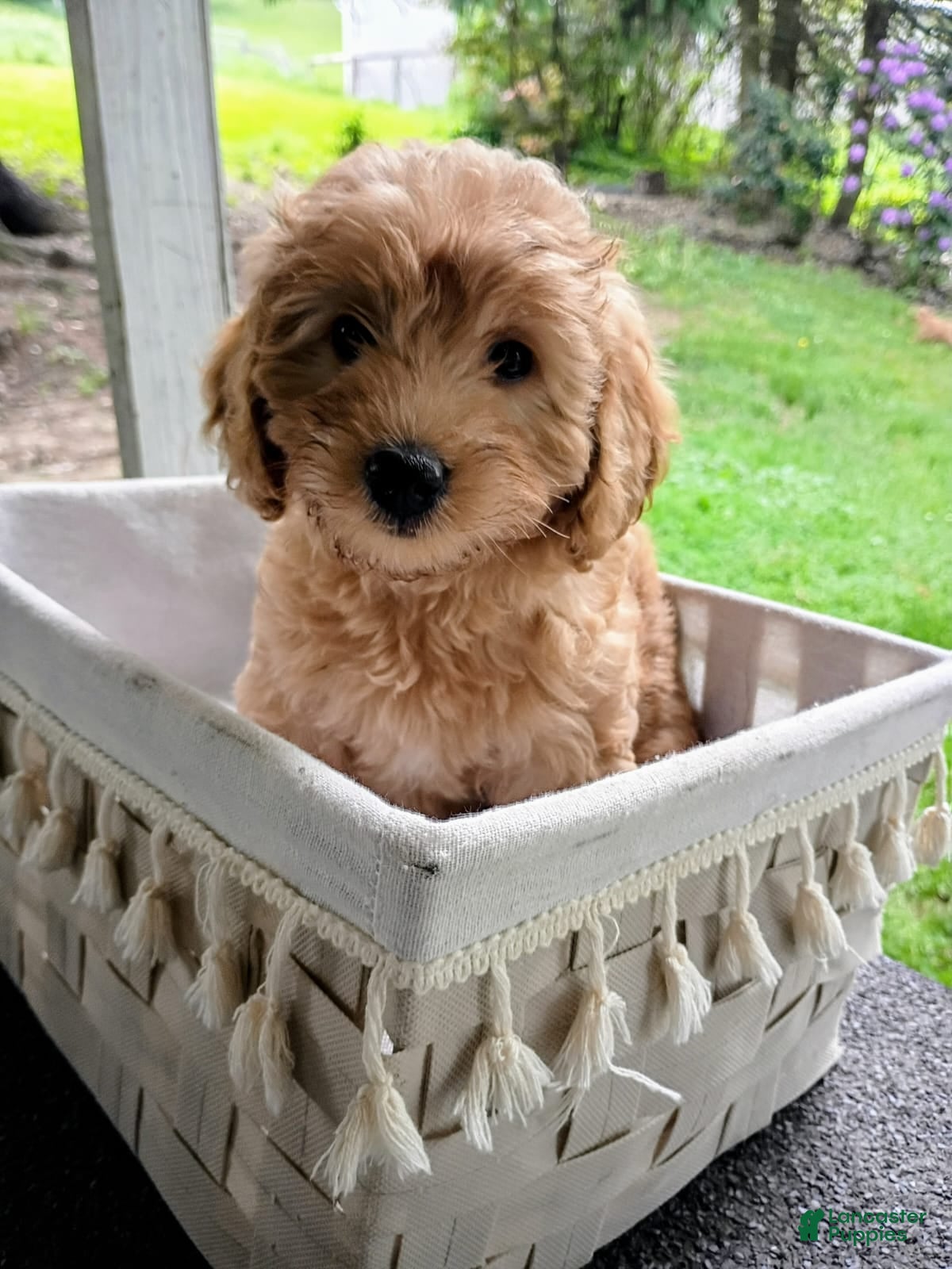 Mixed Breed dogs Teddy - Ad 1