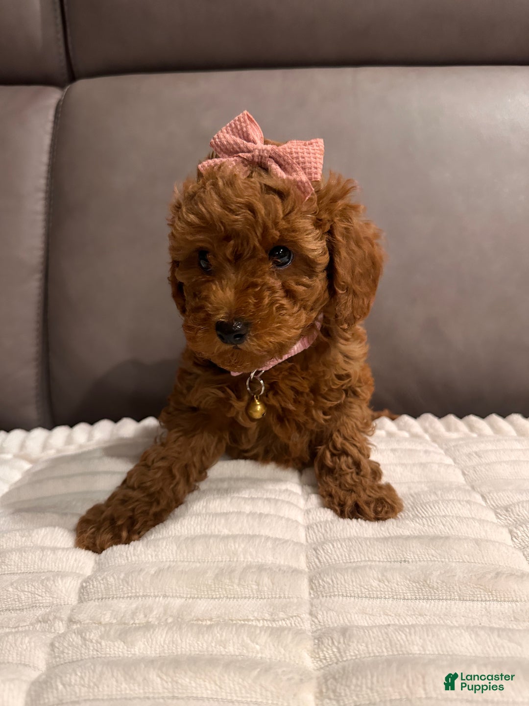 Toy Poodle dogs for sale: Ginger- AKC GENETIC TESTED - Ad 3