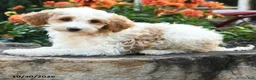 Mini Goldendoodle dogs for sale: Patches - Ad 5