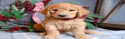 Goldendoodle dogs for sale: Parker  - Ad 12