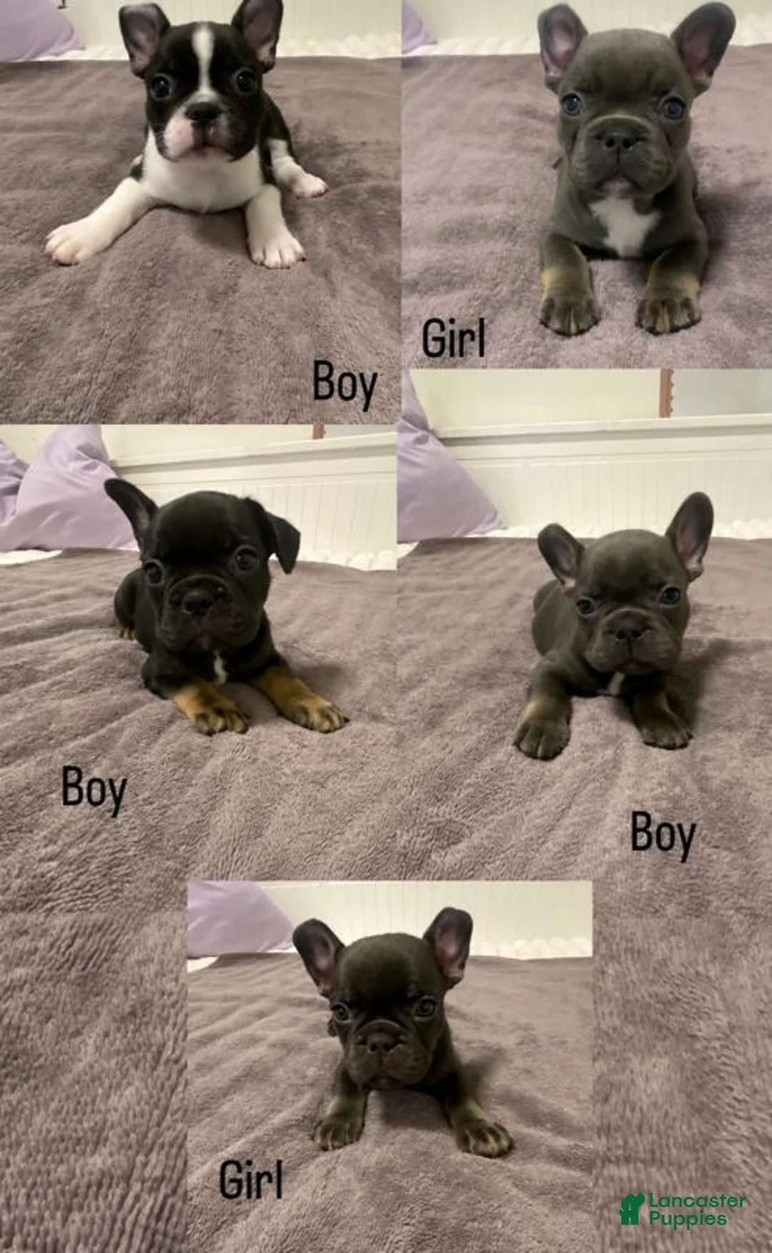 French Bulldog dogs for sale: Black and White Male - Ad 6