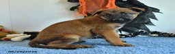 Belgian Malinois dogs for sale: Sevenis - Ad 10