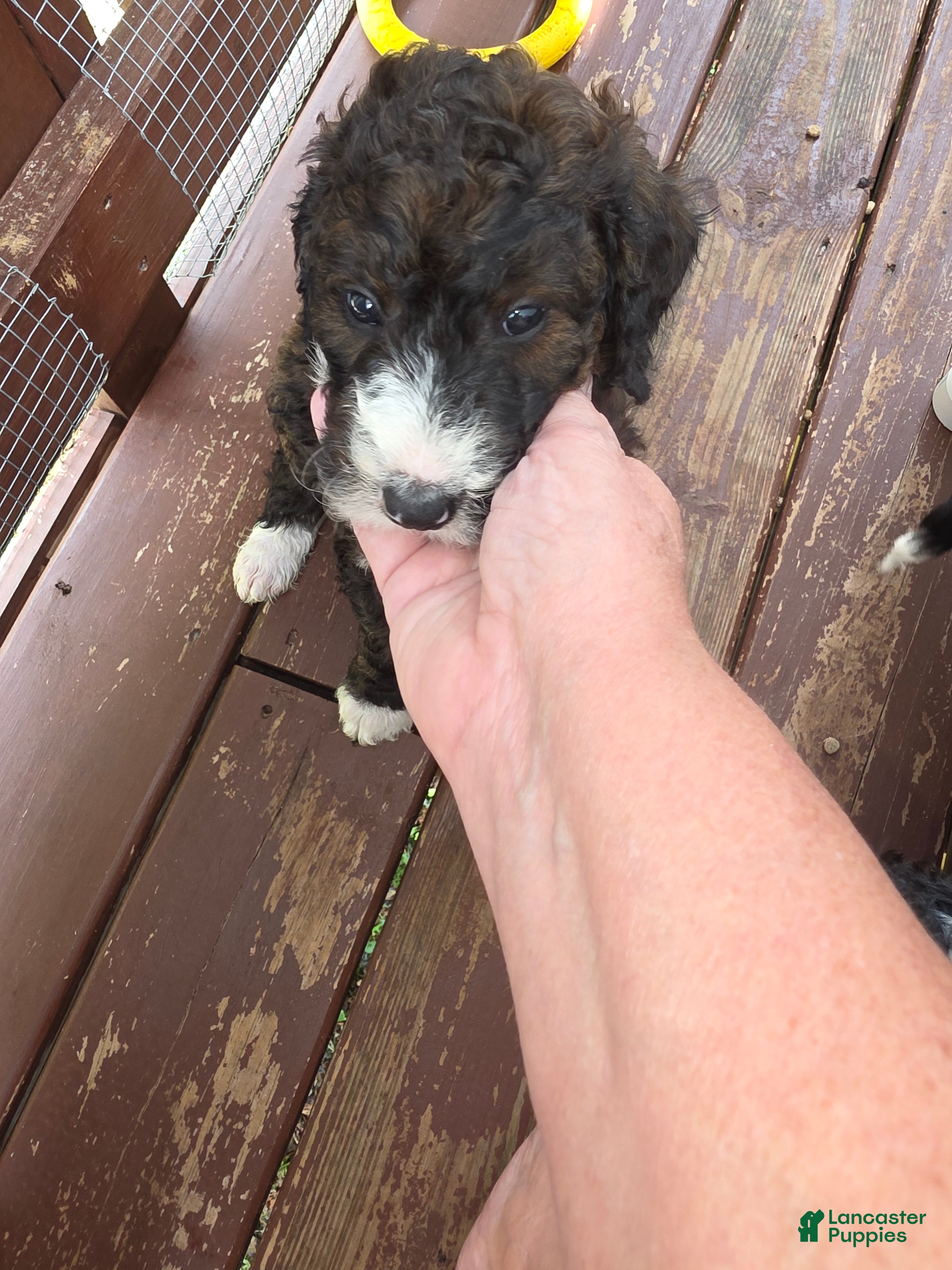 Bernedoodle dogs Daisy - Ad 9