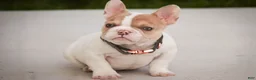 French Bulldog dogs for sale: Romeo - Ad 8