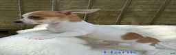 Chihuahua dogs for sale: Chihuahua Puppy 1 - Ad 4
