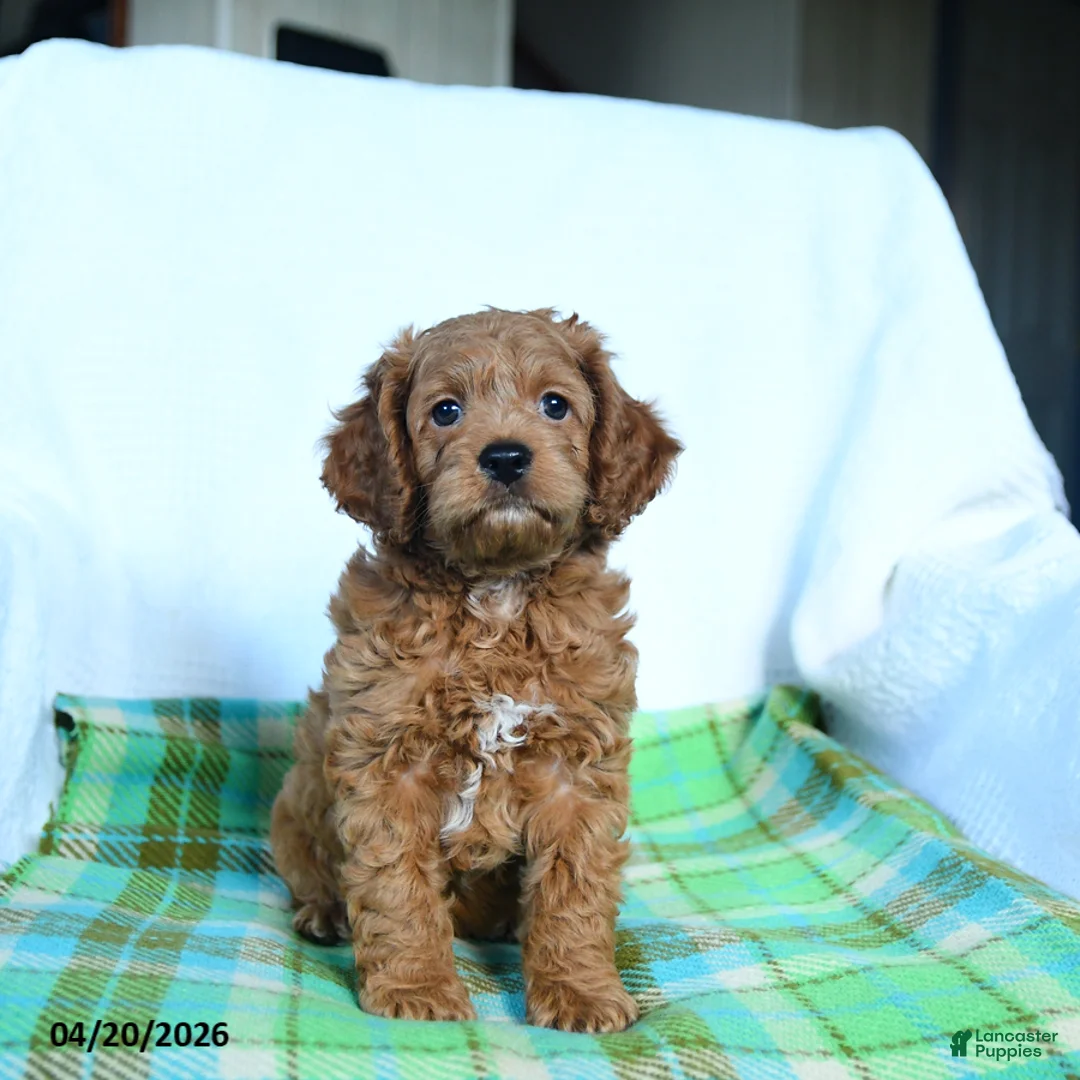 Cockapoo dogs for sale: Jupiter - Ad 5