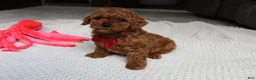 Toy Poodle dogs for sale: Tony - Ad 6