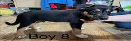 Border Collie dogs for sale: Border Collie 8 - Ad 1