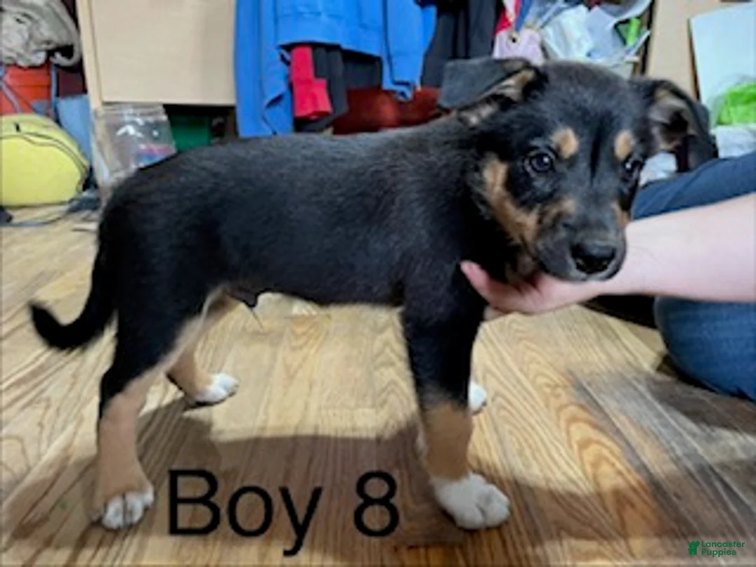 Border Collie dogs for sale: Border Collie 8 - Ad 1