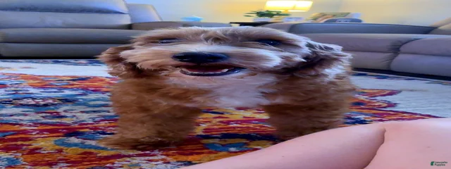 Lizzie